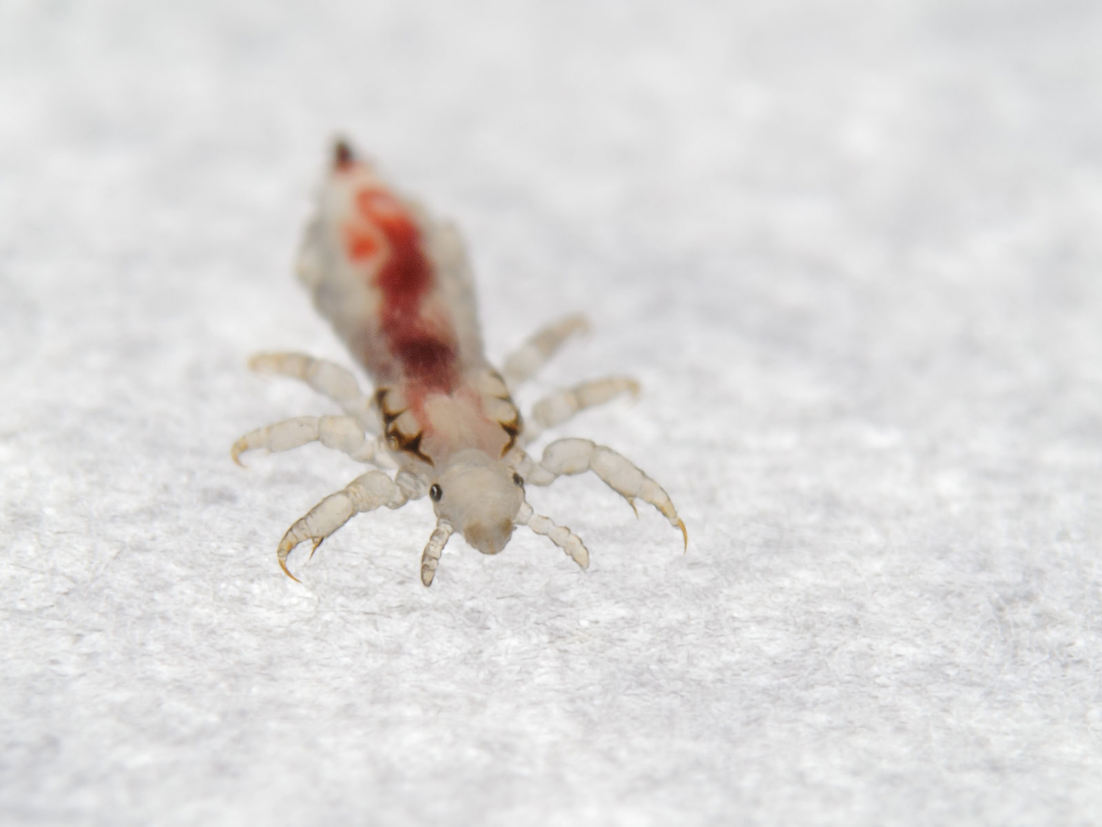 How To Prevent Head Lice From Bugging You Health Journal