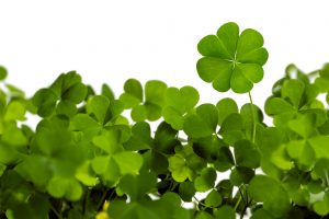 clovers